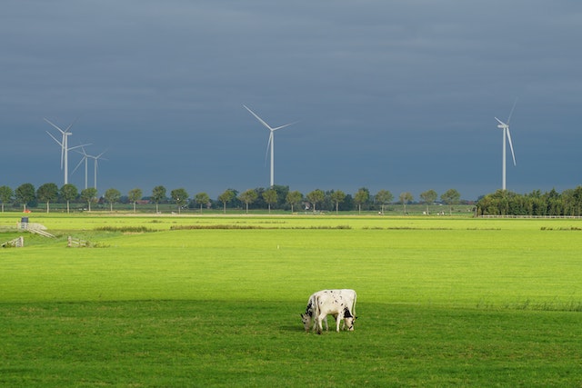 Multiple wind turbines on a grassy landscape with a black and white cow in the foreground