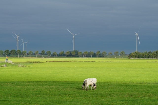 Multiple wind turbines on a grassy landscape with a black and white cow in the foreground